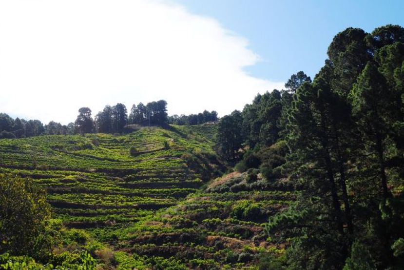 El Gobierno canario abona 3,5 millones en ayudas al cultivo de la viña por hectárea