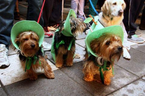 Valleseco organiza el carnaval de las mascotas
