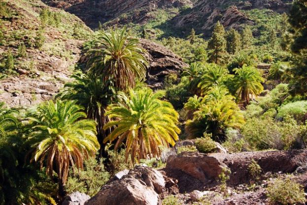 Valleseco se va de senderismo por el Barranco de Vigaro&eacute;