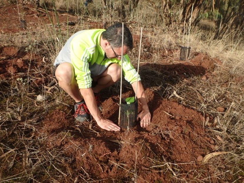 Plantados 200 nuevos &aacute;rboles de laurisilva en la Monta&ntilde;a de Firgas