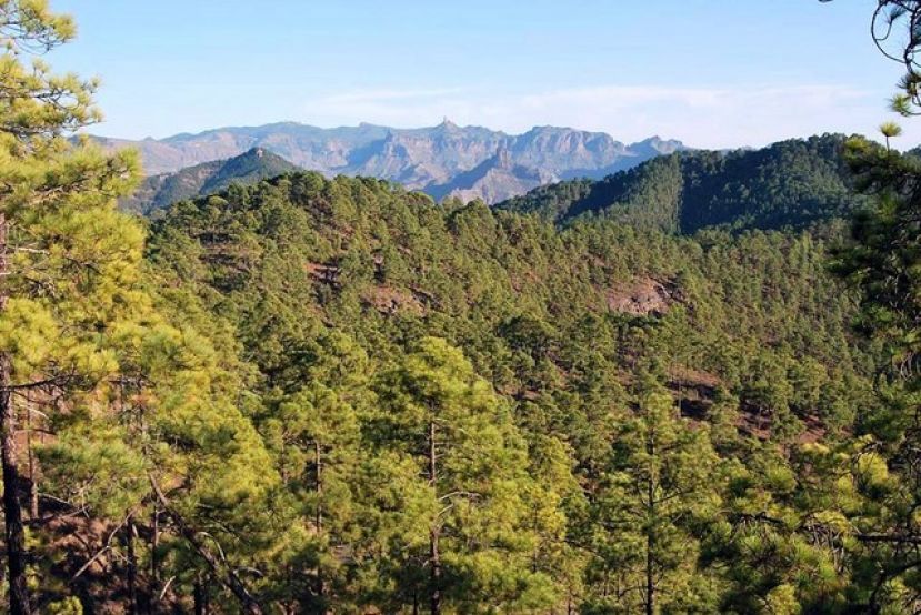 Valleseco se va de Senderismo por la zona cumbrera de Artenara