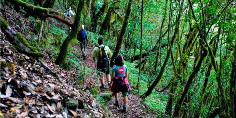 La Gomera: Formaci&oacute;n de 55 estudiantes del Grado Superior en Gesti&oacute;n Forestal