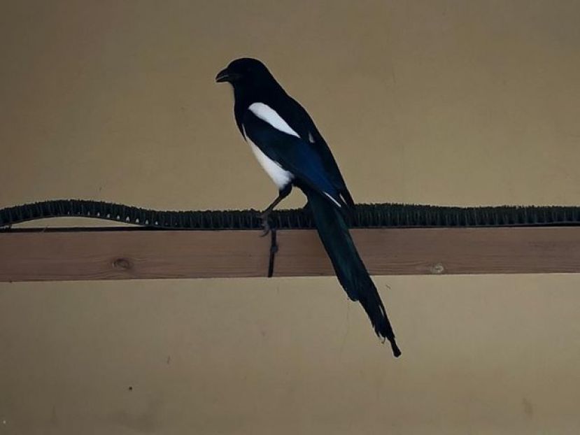 Inusual llegada papamoscas papirrojos, carracas y oropéndolas a Gran Canaria