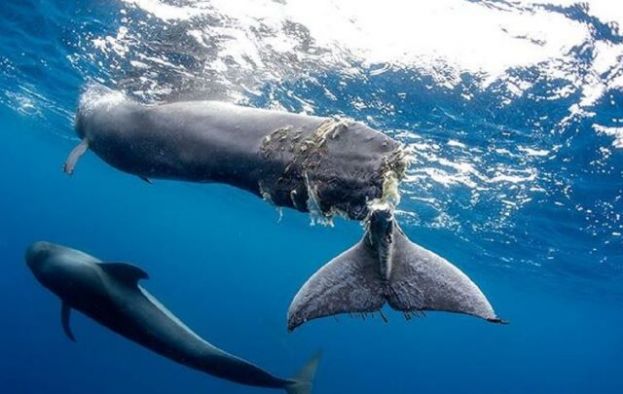 Ben Magec denuncia la hipocres&iacute;a de los partidos pol&iacute;ticos en el puerto de Fonsal&iacute;a