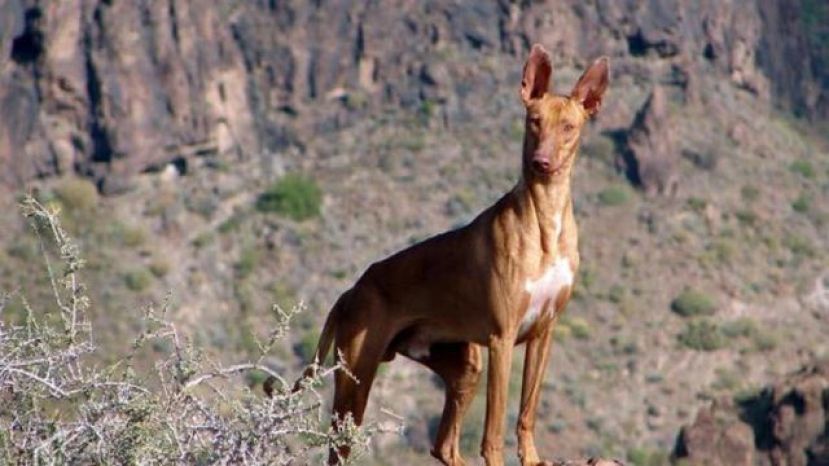 La Gomera: El Cabildo convoca pruebas de aptitud para obtener la Licencia de Caza