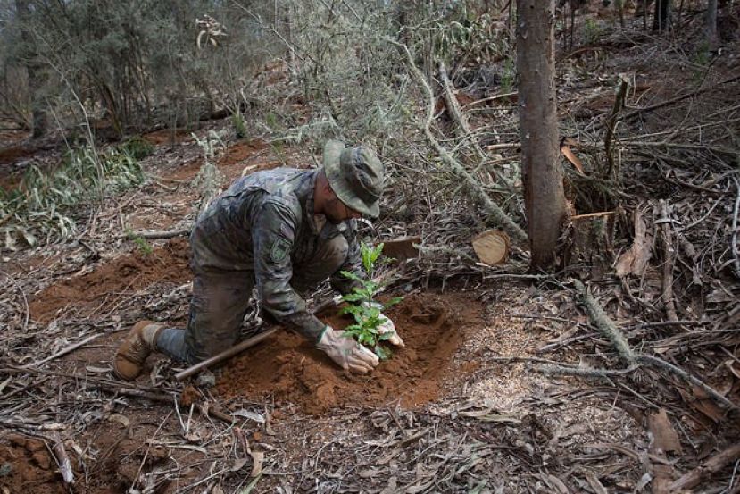 El Cabildo y el Ej&eacute;rcito reforestan 60 ha del Parque Rural de Doramas