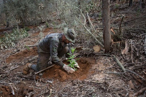 El Cabildo y el Ej&eacute;rcito reforestan 60 ha del Parque Rural de Doramas