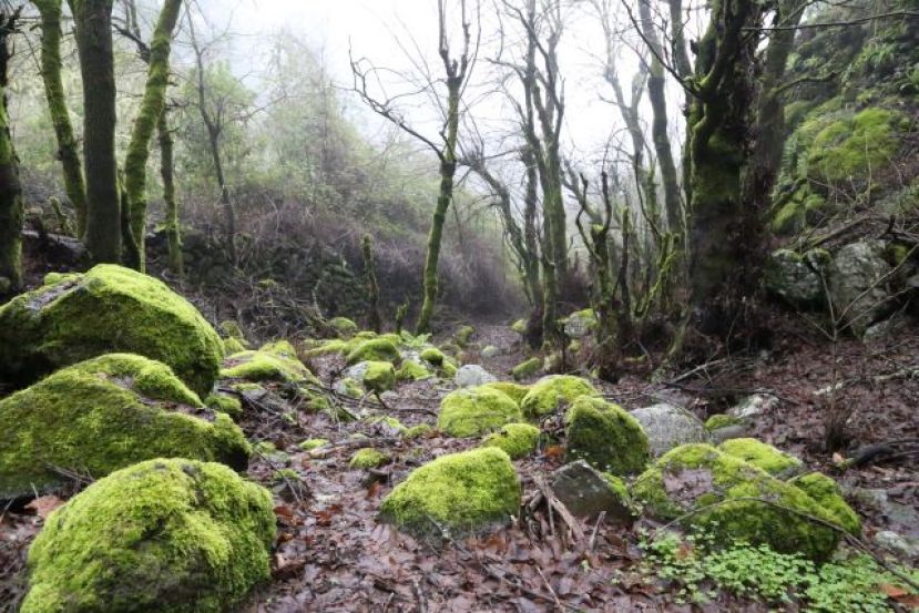 Valleseco: Ruta de senderismo por el bosque term&oacute;filo del Barranco del And&eacute;n