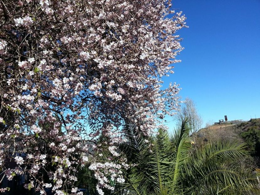 Artenara: Mercado Agr&iacute;cola y Artesanal este domingo 10 de enero