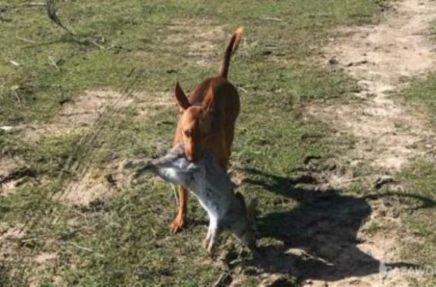 El pr&oacute;ximo domingo se levanta la veda para la temporada de caza en Gran Canaria