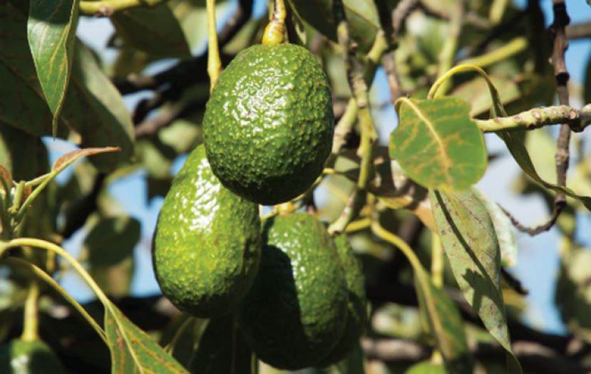 La Gomera: El Cabildo incentiva el cultivo de aguacates para la recuperación agrícola