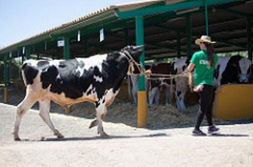 30.000 euros a la cr&iacute;a de novillas de vacas lecheras embarazadas llegadas a la Isla