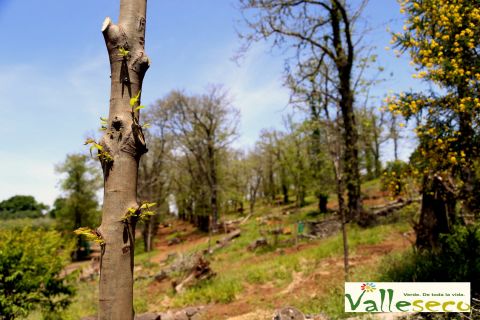 Valleseco: El nuevo casta&ntilde;ar de La Laguna empieza a reventar