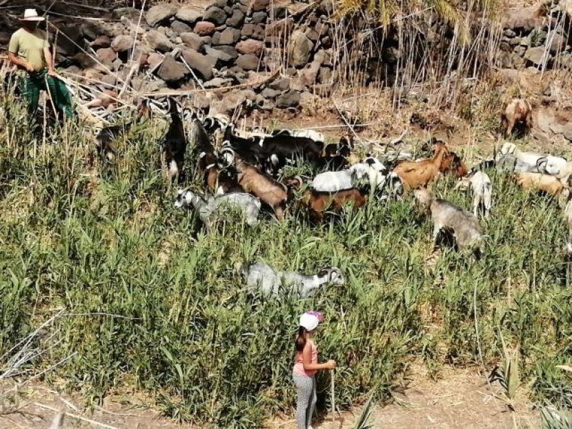 El Cabildo retirará cañaverales por riesgo en Veneguera, Tasarte y Fataga